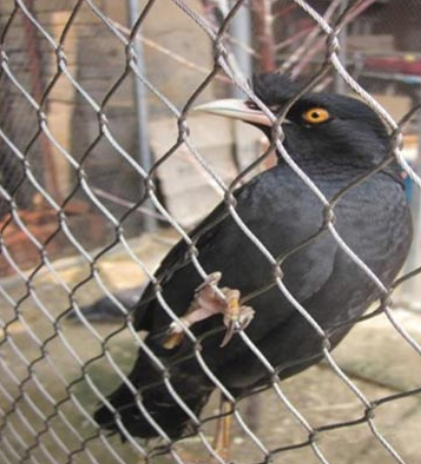 鳥小屋 鳥小屋