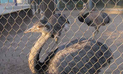鳥鳥小屋ケーブルメッシュ 鳥鳥小屋ケーブルメッシュ