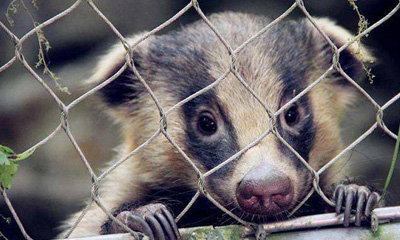 動物囲いメッシュ