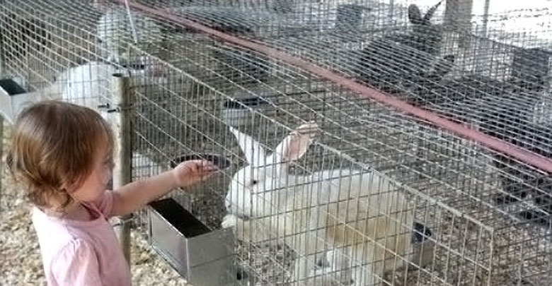 ウサギの柵 ウサギの柵