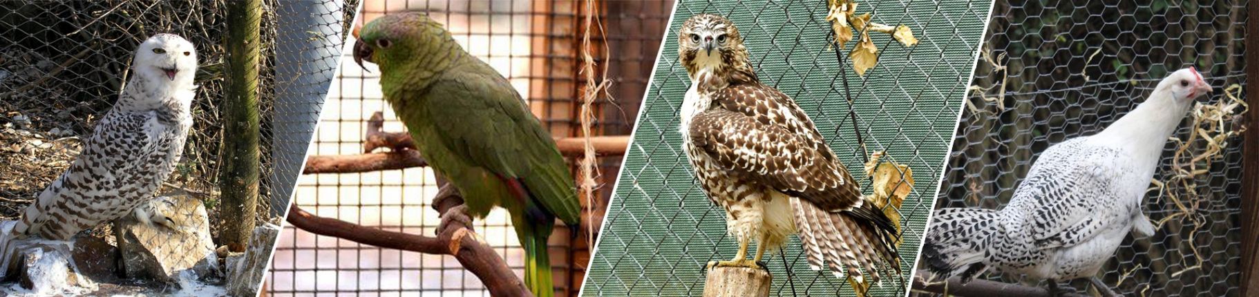 鳥小屋のワイヤーメッシュ 鳥小屋のネットと鳥小屋のワイヤー メッシュを使用する必要がありますか?cid=5