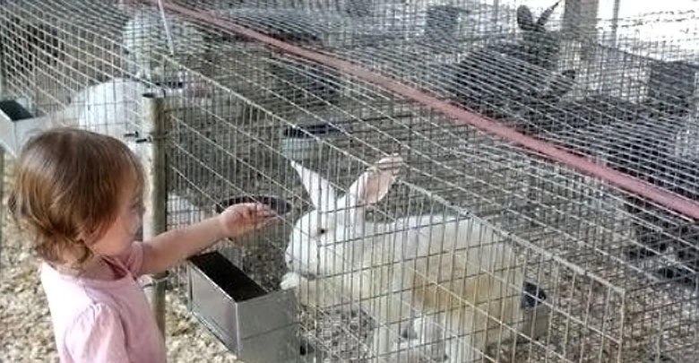 溶接金網
