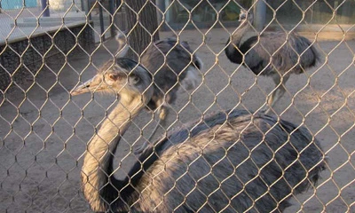 ステンレス製動物園メッシュの選び方