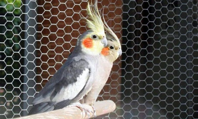 鳥小屋のネットや鳥小屋の金網を使用するべきですか?