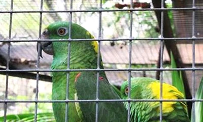 鳥小屋にはどのメッシュを使用すべきですか?