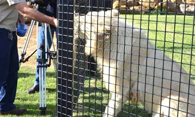 動物園の動物用フェンスにステンレス鋼のロープ メッシュが最適な理由